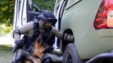 Training of Handlers...